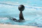 gal/Theme_Parks/Marineland/Otaries/_thb_IMG_9547.JPG