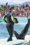 gal/Theme_Parks/Marineland/Otaries/_thb_IMG_9548.JPG