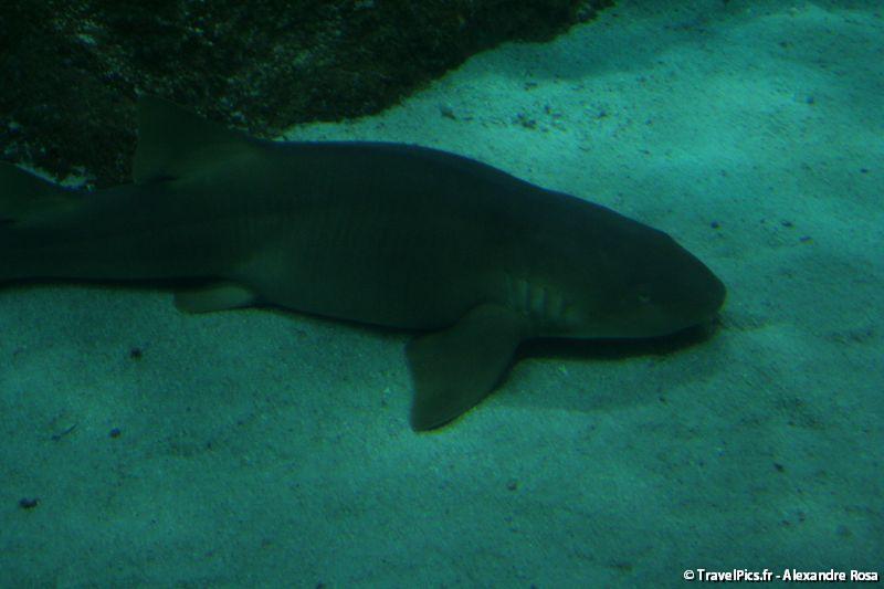 gal/Theme_Parks/Marineland/Requins/Marineland_Requins03.jpg