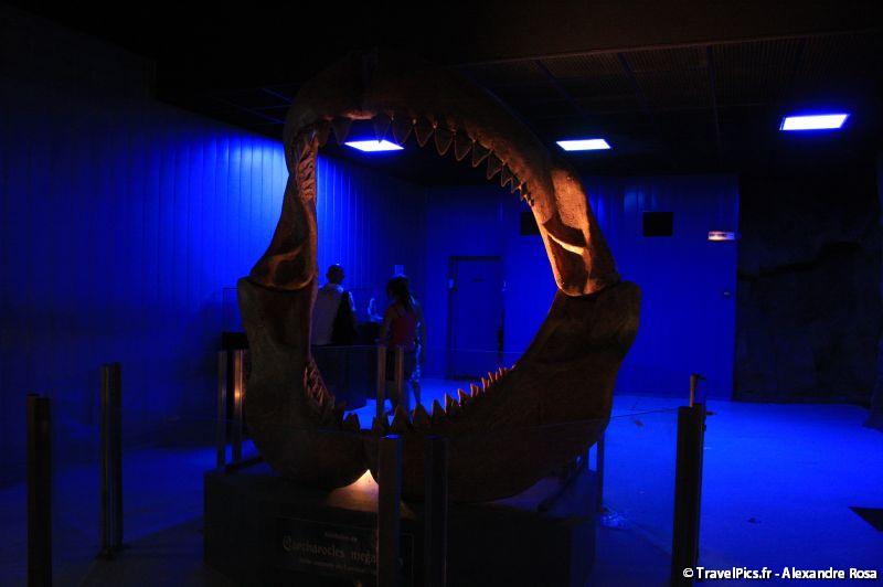 gal/Theme_Parks/Marineland/Requins/Marineland_Requins08.jpg