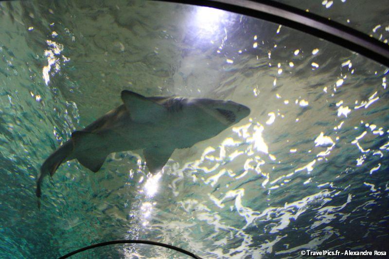 gal/Theme_Parks/Marineland/Requins/Marineland_Requins13.jpg