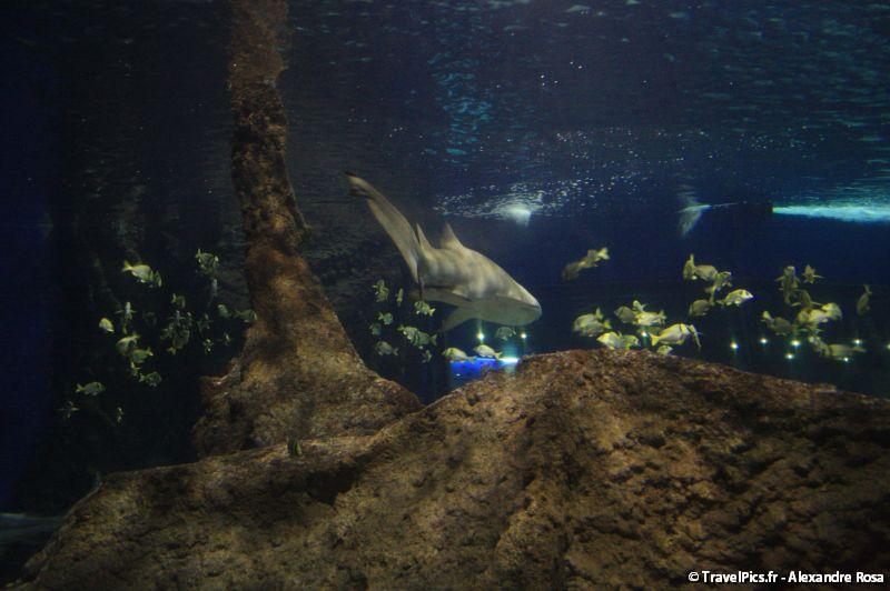 gal/Theme_Parks/Marineland/Requins/Marineland_Requins14.jpg