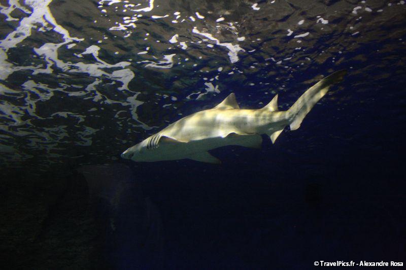 gal/Theme_Parks/Marineland/Requins/Marineland_Requins16.jpg