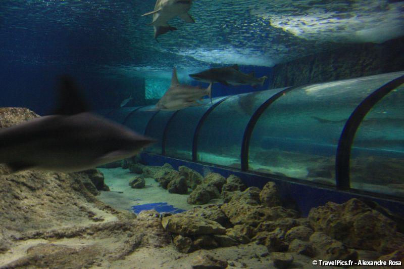 gal/Theme_Parks/Marineland/Requins/Marineland_Requins18.jpg