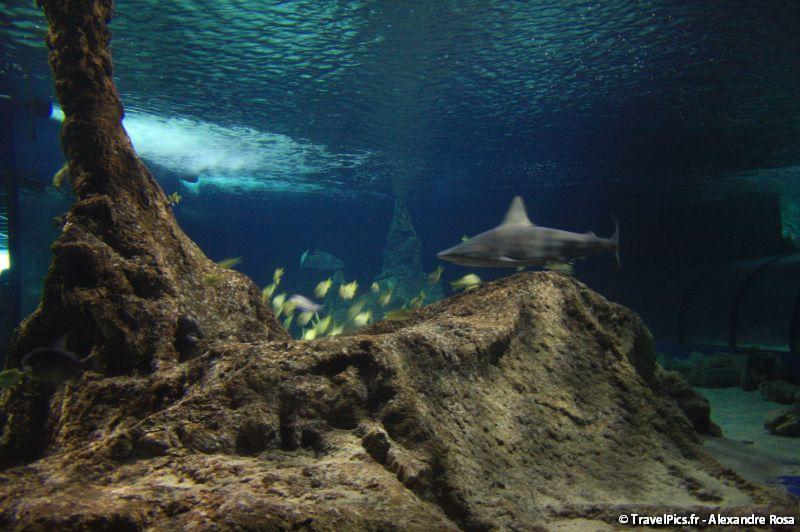 gal/Theme_Parks/Marineland/Requins/Marineland_Requins19.jpg