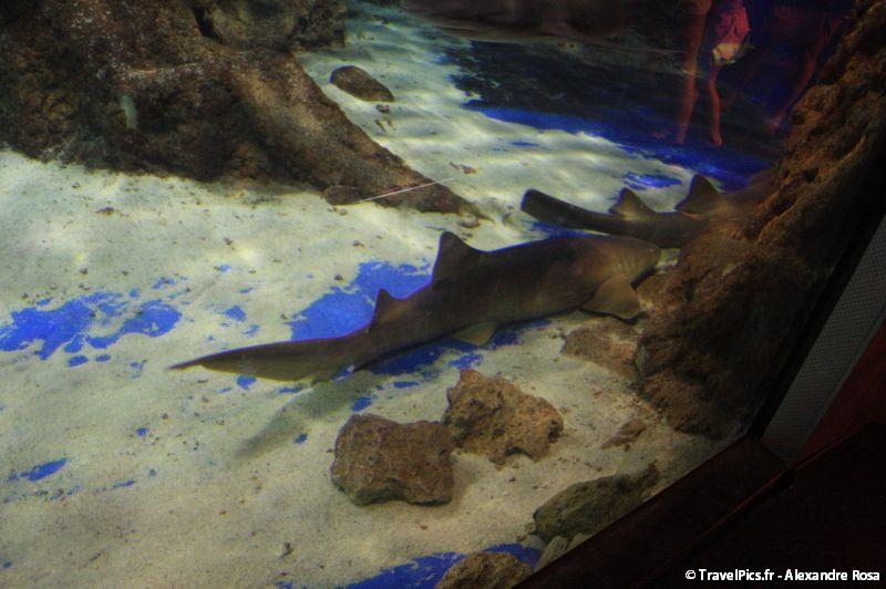 gal/Theme_Parks/Marineland/Requins/Marineland_Requins20.jpg