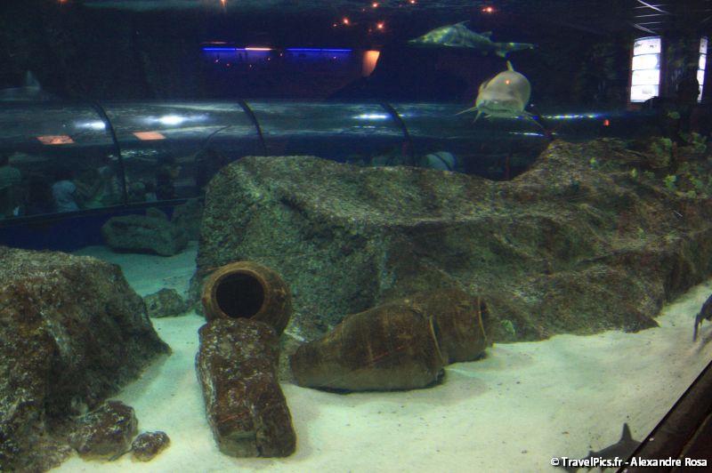 gal/Theme_Parks/Marineland/Requins/Marineland_Requins22.jpg