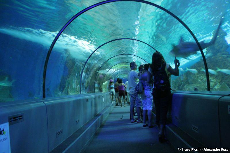 gal/Theme_Parks/Marineland/Requins/Marineland_Requins24.jpg