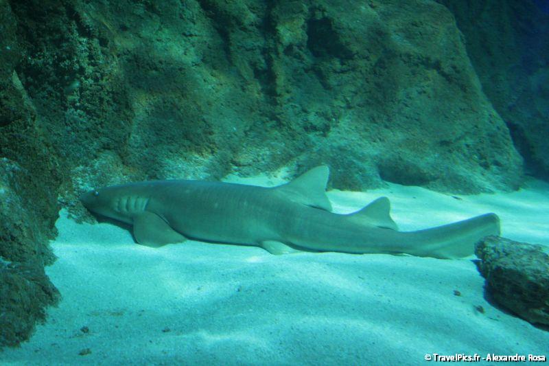 gal/Theme_Parks/Marineland/Requins/Marineland_Requins26.jpg