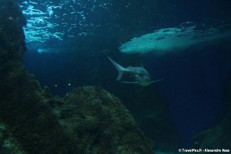 gal/Theme_Parks/Marineland/Requins/Marineland_Requins28.jpg