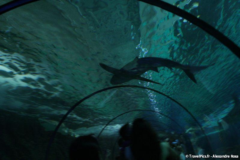gal/Theme_Parks/Marineland/Requins/Marineland_Requins29.jpg