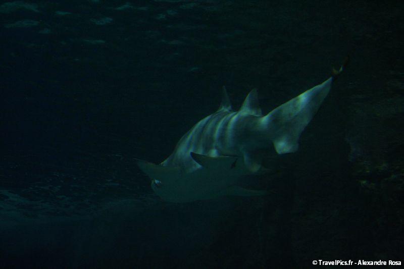gal/Theme_Parks/Marineland/Requins/Marineland_Requins32.jpg