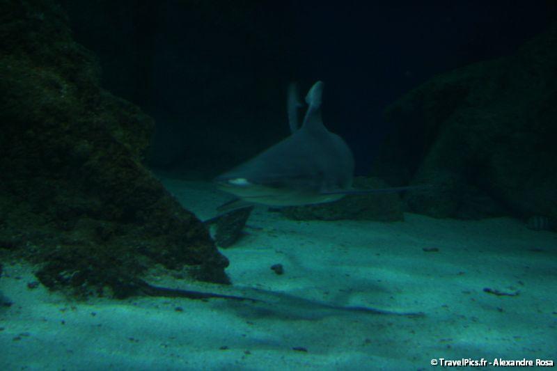 gal/Theme_Parks/Marineland/Requins/Marineland_Requins34.jpg