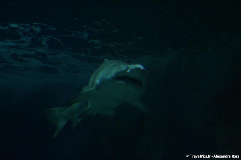 gal/Theme_Parks/Marineland/Requins/Marineland_Requins36.jpg