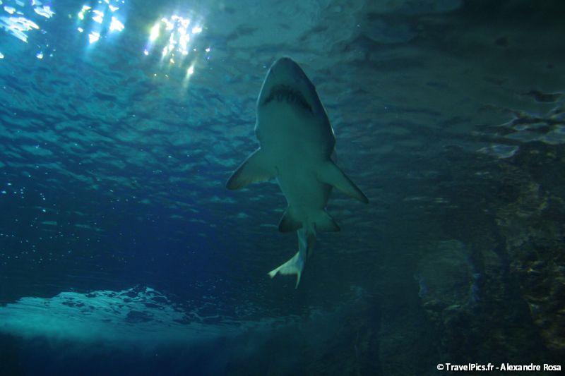gal/Theme_Parks/Marineland/Requins/Marineland_Requins37.jpg