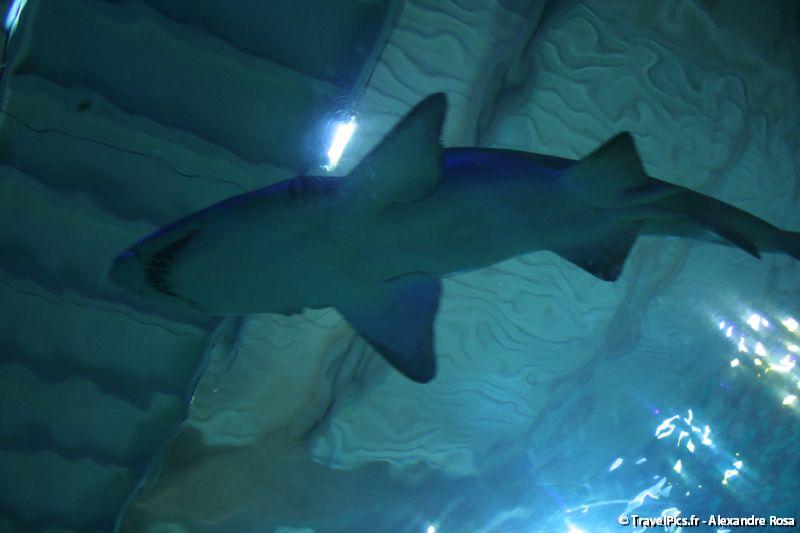 gal/Theme_Parks/Marineland/Requins/Marineland_Requins38.jpg