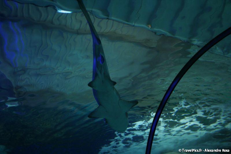 gal/Theme_Parks/Marineland/Requins/Marineland_Requins39.jpg