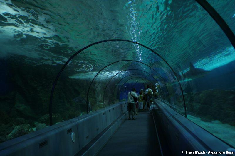 gal/Theme_Parks/Marineland/Requins/Marineland_Requins40.jpg