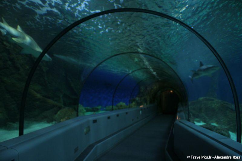 gal/Theme_Parks/Marineland/Requins/Marineland_Requins42.jpg