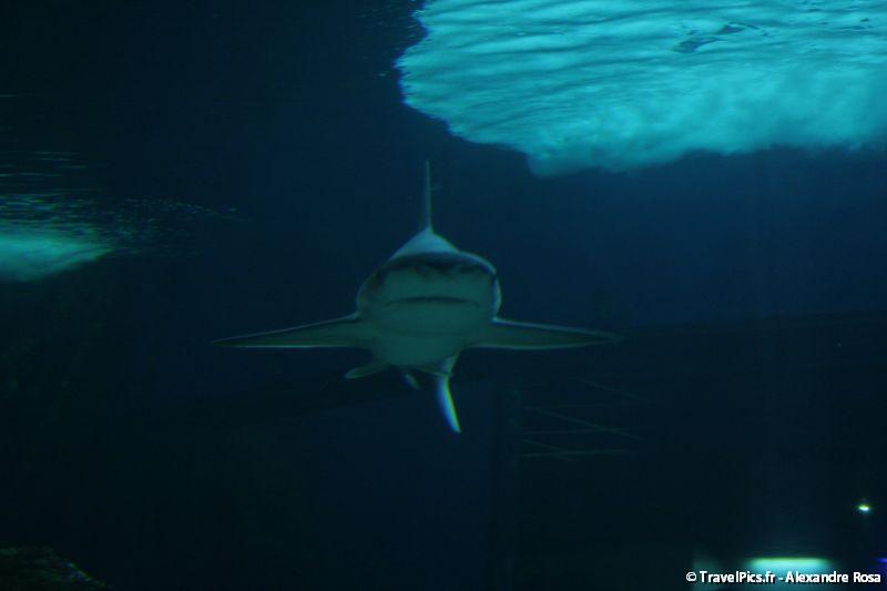 gal/Theme_Parks/Marineland/Requins/Marineland_Requins43.jpg