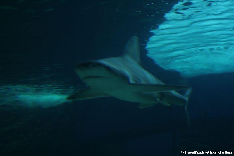 gal/Theme_Parks/Marineland/Requins/Marineland_Requins44.jpg