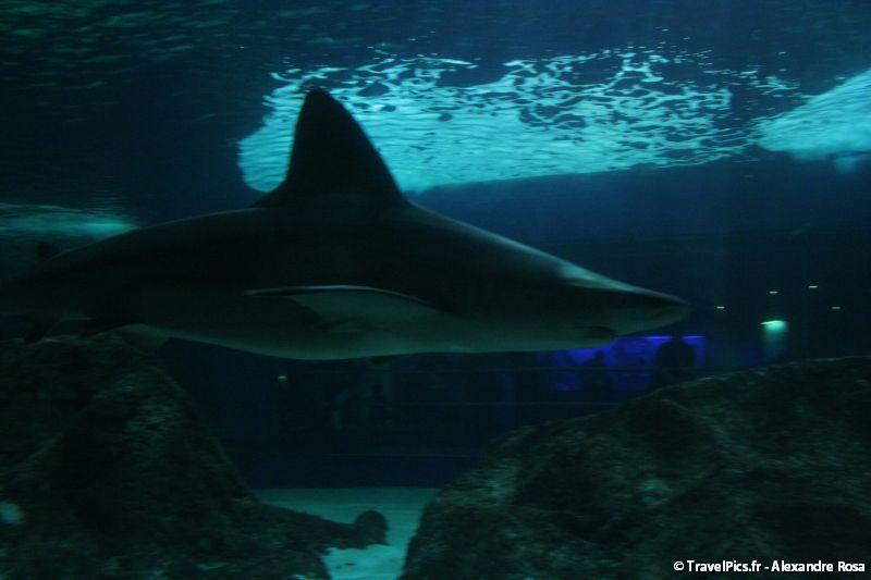 gal/Theme_Parks/Marineland/Requins/Marineland_Requins45.jpg