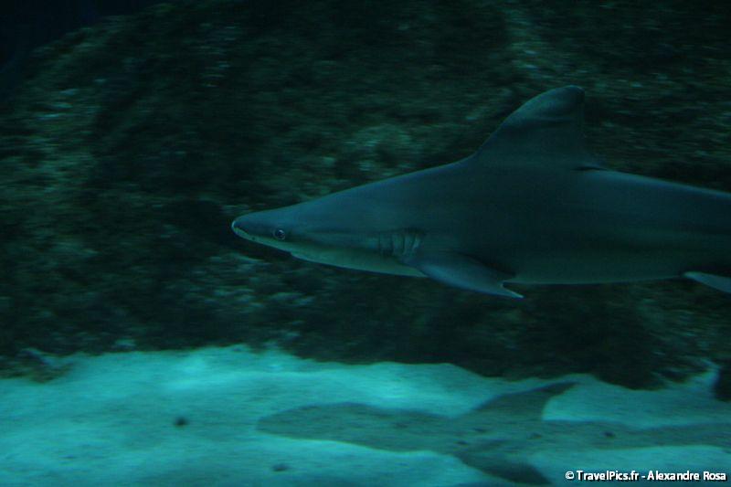gal/Theme_Parks/Marineland/Requins/Marineland_Requins48.jpg