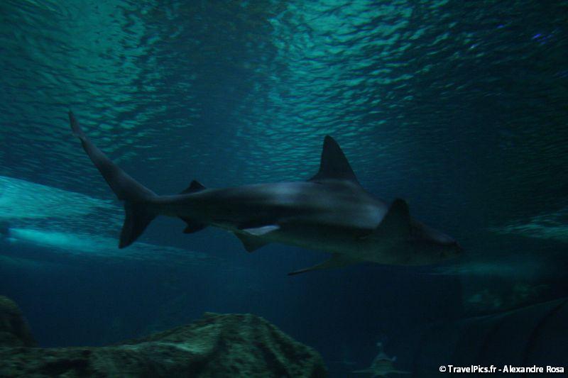 gal/Theme_Parks/Marineland/Requins/Marineland_Requins53.jpg