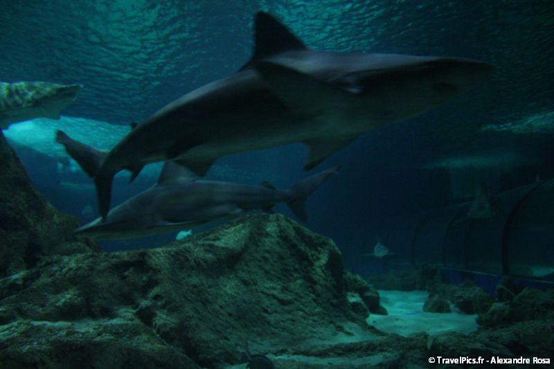 gal/Theme_Parks/Marineland/Requins/Marineland_Requins57.jpg