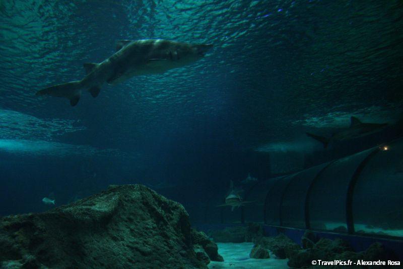 gal/Theme_Parks/Marineland/Requins/Marineland_Requins58.jpg