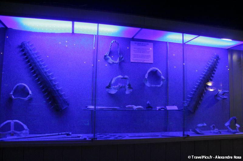 gal/Theme_Parks/Marineland/Requins/Marineland_Requins60.jpg