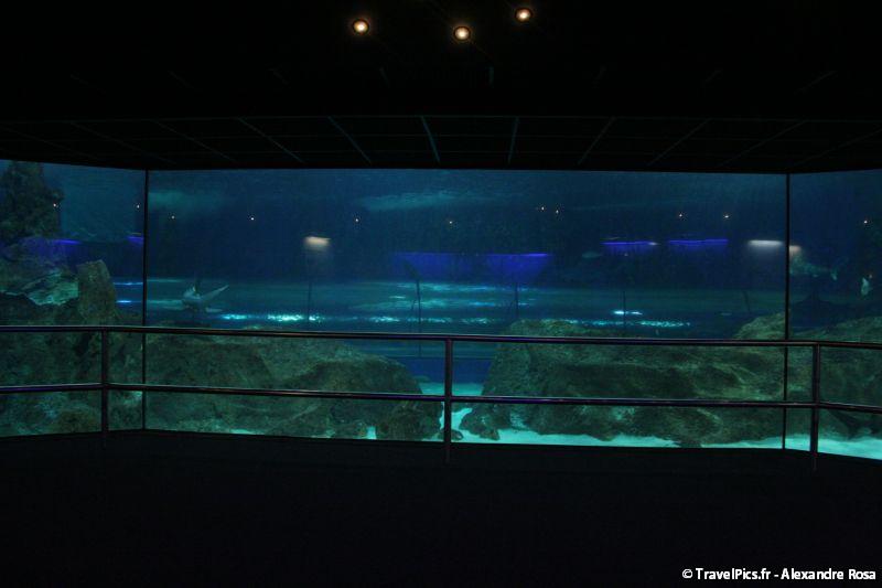 gal/Theme_Parks/Marineland/Requins/Marineland_Requins61.jpg