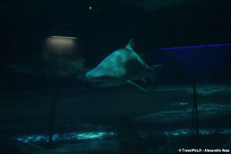gal/Theme_Parks/Marineland/Requins/Marineland_Requins63.jpg