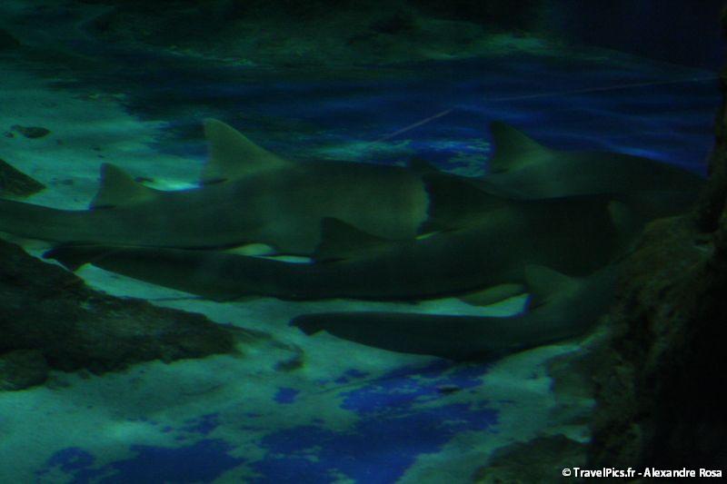 gal/Theme_Parks/Marineland/Requins/Marineland_Requins66.jpg