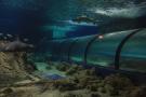 gal/Theme_Parks/Marineland/Requins/_thb_Marineland_Requins17.jpg