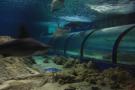 gal/Theme_Parks/Marineland/Requins/_thb_Marineland_Requins18.jpg