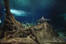 gal/Theme_Parks/Marineland/Requins/_thb_Marineland_Requins19.jpg