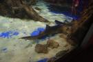 gal/Theme_Parks/Marineland/Requins/_thb_Marineland_Requins20.jpg