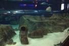 gal/Theme_Parks/Marineland/Requins/_thb_Marineland_Requins22.jpg