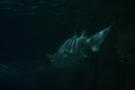 gal/Theme_Parks/Marineland/Requins/_thb_Marineland_Requins32.jpg