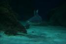 gal/Theme_Parks/Marineland/Requins/_thb_Marineland_Requins34.jpg