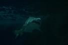 gal/Theme_Parks/Marineland/Requins/_thb_Marineland_Requins36.jpg