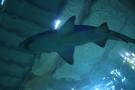 gal/Theme_Parks/Marineland/Requins/_thb_Marineland_Requins38.jpg