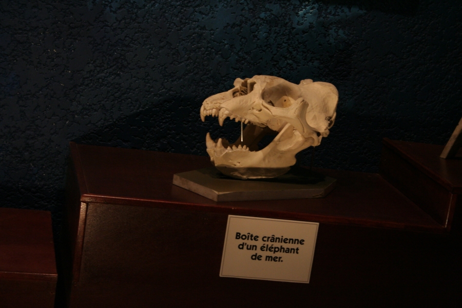gal/Theme_Parks/Marineland/musee/IMG_0183.JPG