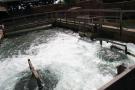 gal/Theme_Parks/Port_Aventura/Port_Aventura_Park_-_Farwest/Gran_Canyon_Rapids/_thb_IMG_7131.JPG