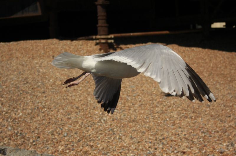 gal/Voyages/Angleterre/Brighton/Brighton116.jpg