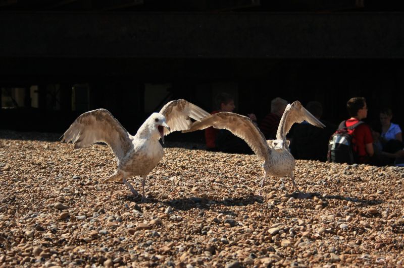 gal/Voyages/Angleterre/Brighton/Brighton136.jpg