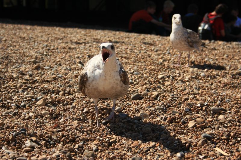 gal/Voyages/Angleterre/Brighton/Brighton138.jpg