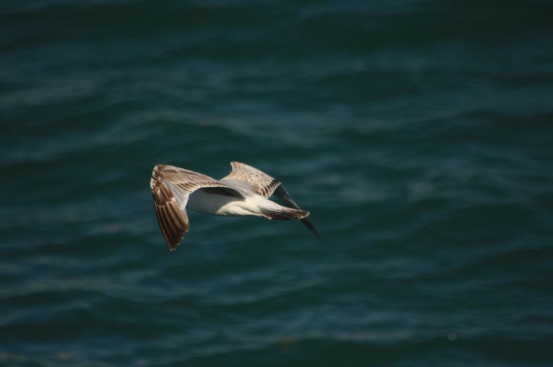 gal/Voyages/Angleterre/Brighton/Brighton179.jpg