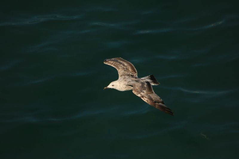 gal/Voyages/Angleterre/Brighton/Brighton183.jpg